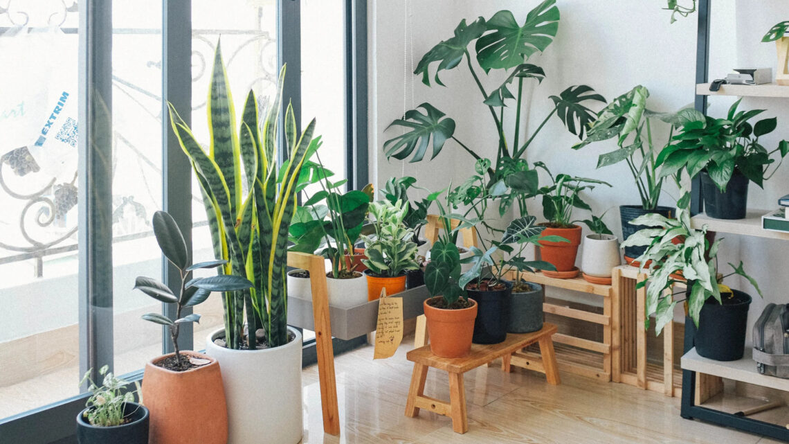 7 plantas para ter em apartamento